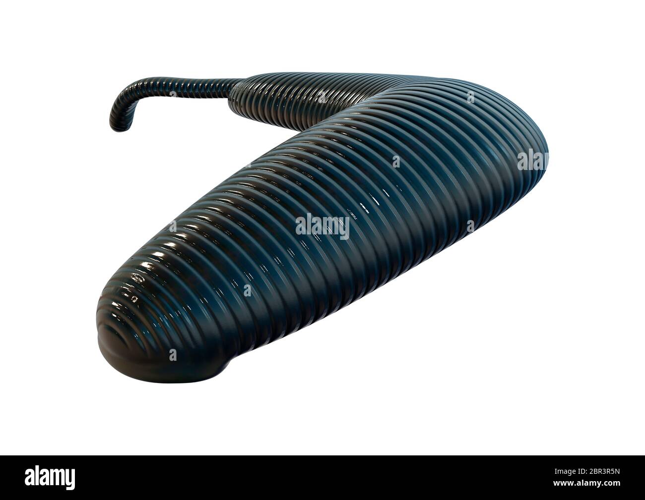 3D rendering of a leech isolated on white background Stock Photo