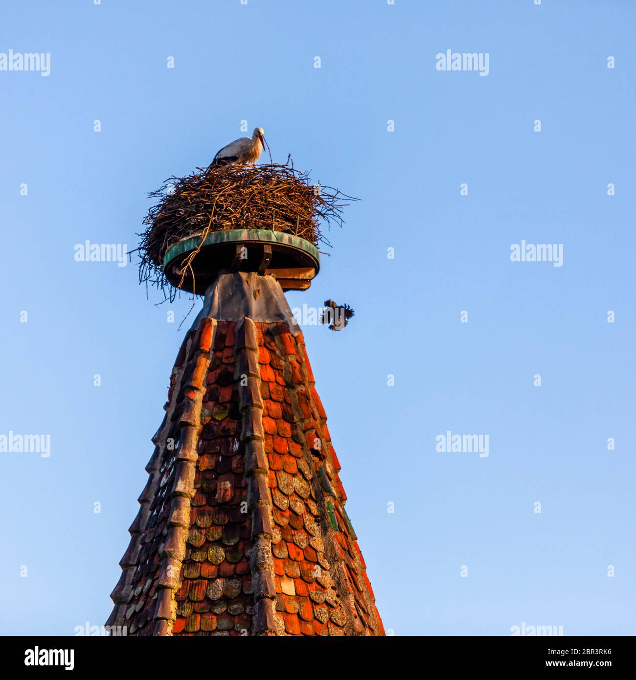 Stork defending Nest in ColmarRibeauvillé, France Stock Photo Alamy