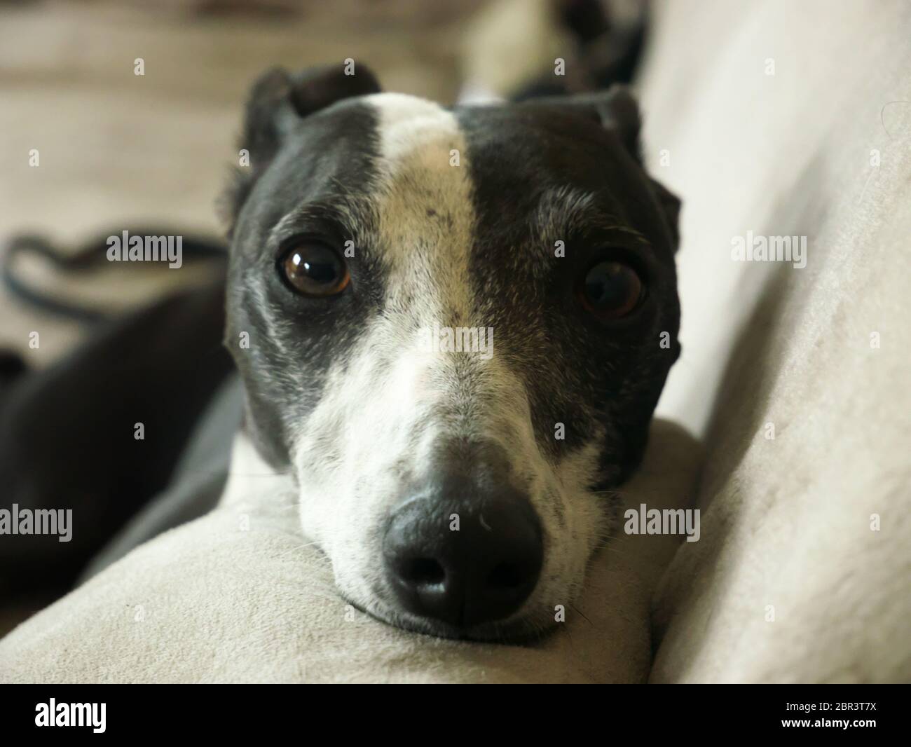 Purebred black and white greyhound sitting on the sofa Stock Photo