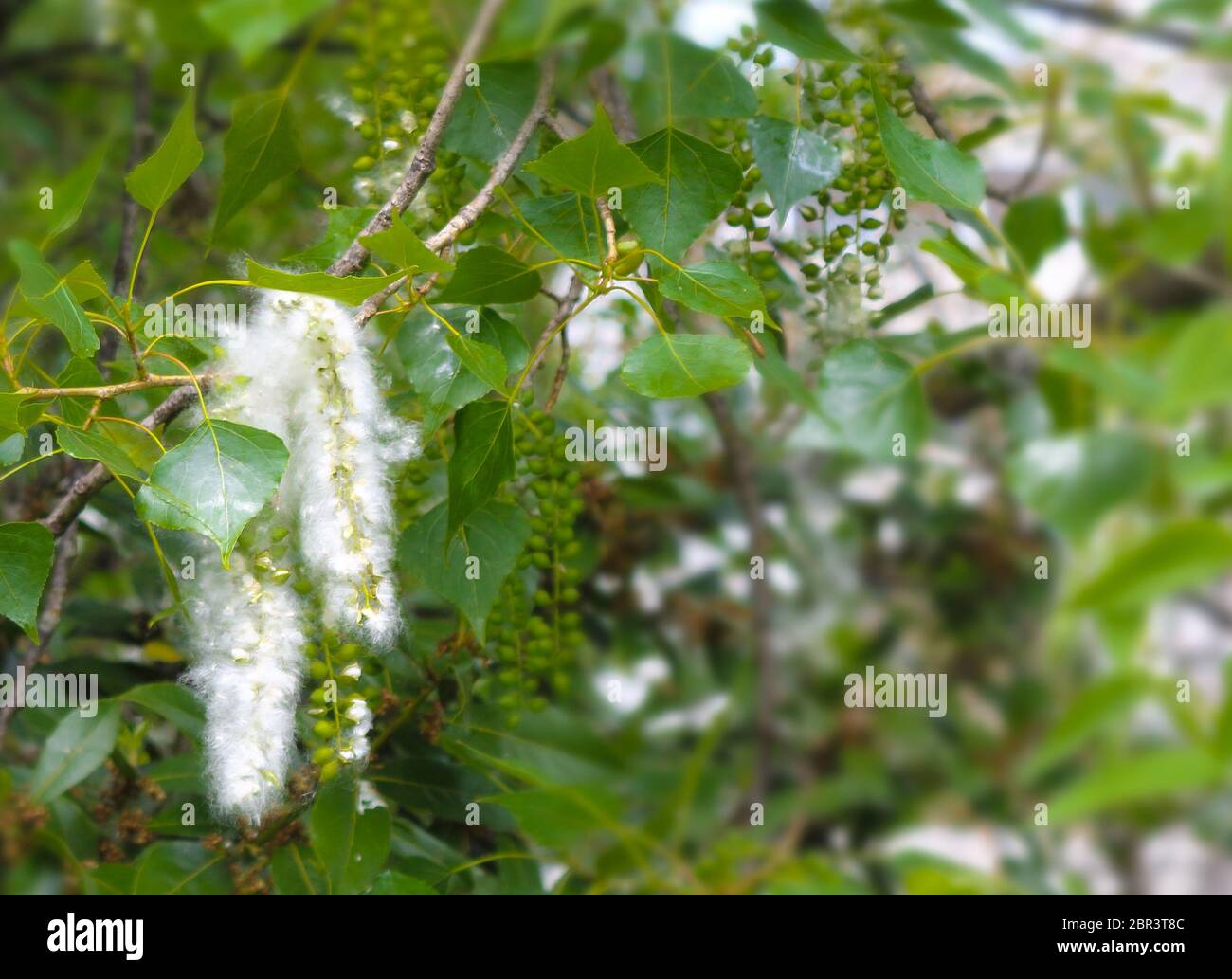 poplar fluff and poplar leaves on branch Stock Photo