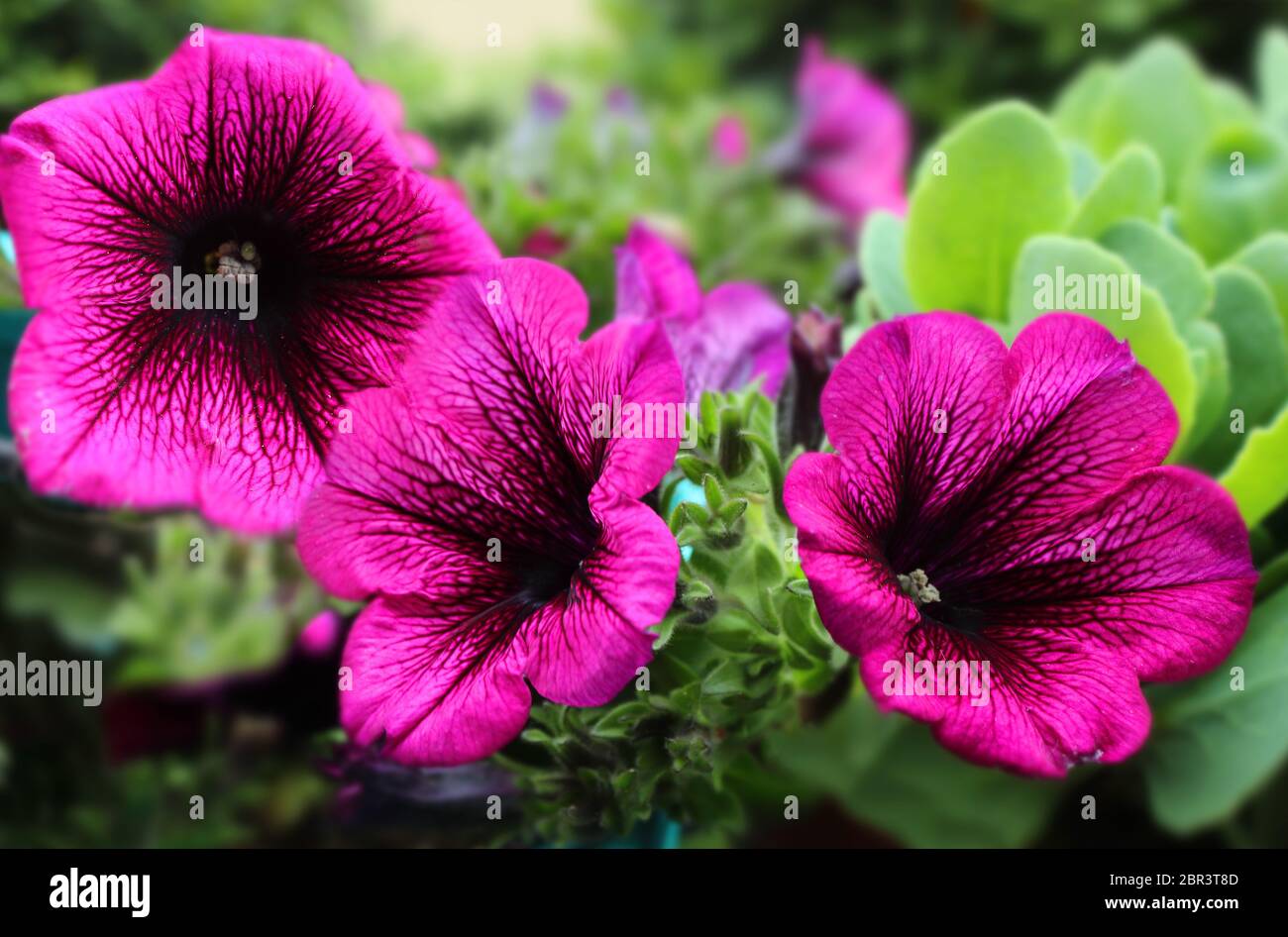 Petunia Deep Purple. Superpurtunia Petunia with purple veins deep purple bloom dark centre Stock Photo
