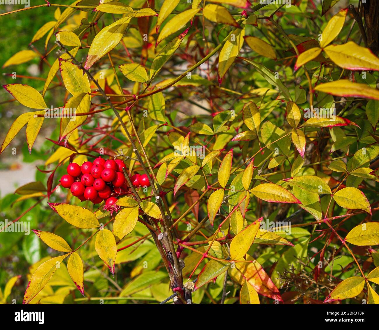 Nandina domestica, commonly called heavenly bamboo Stock Photo Alamy