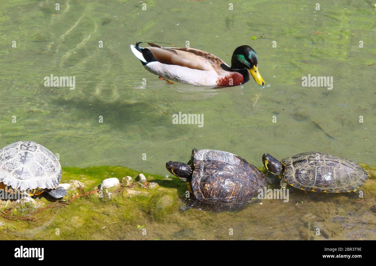 male wood duck in water with turtles Stock Photo