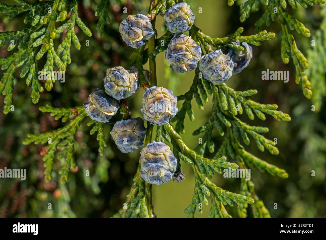 Port Orford cedar / Lawson cypress (Chamaecyparis lawsoniana) cultivar Dik's Weeping showing female cones in spring Stock Photo
