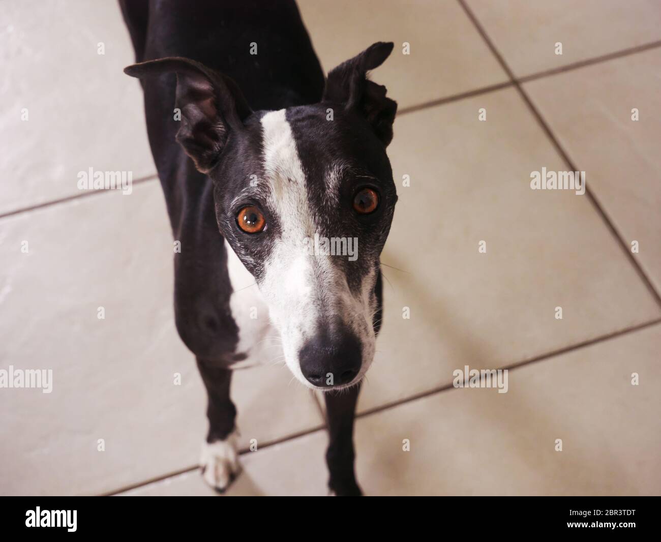 Purebred black and white sighthound seen from above Stock Photo