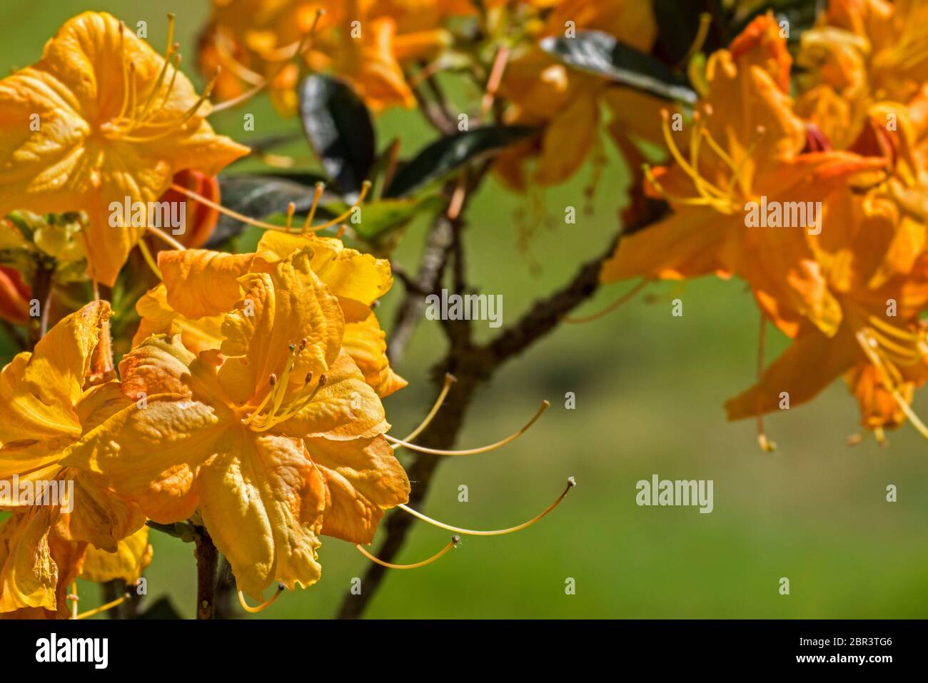 Rhododendron Klondyke cultivar (Azalea mollis), rhododendron species native to China and Japan, close-up of orange flowers in spring Stock Photo