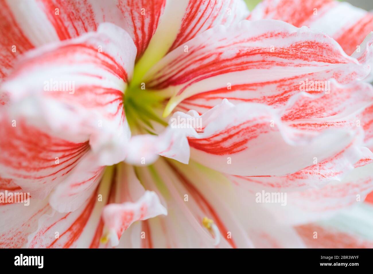 Beautiful red striped Barbados lily Stock Photo