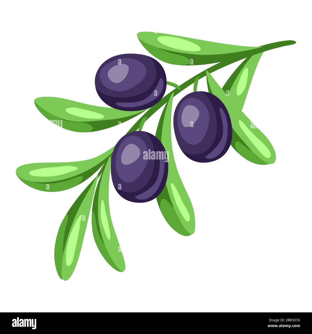 Illustration of ripe olives on branch Stock Vector Image & Art - Alamy