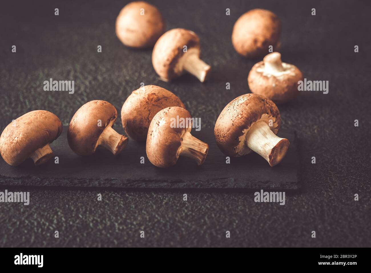 Swiss brown mushroom close-up Stock Photo