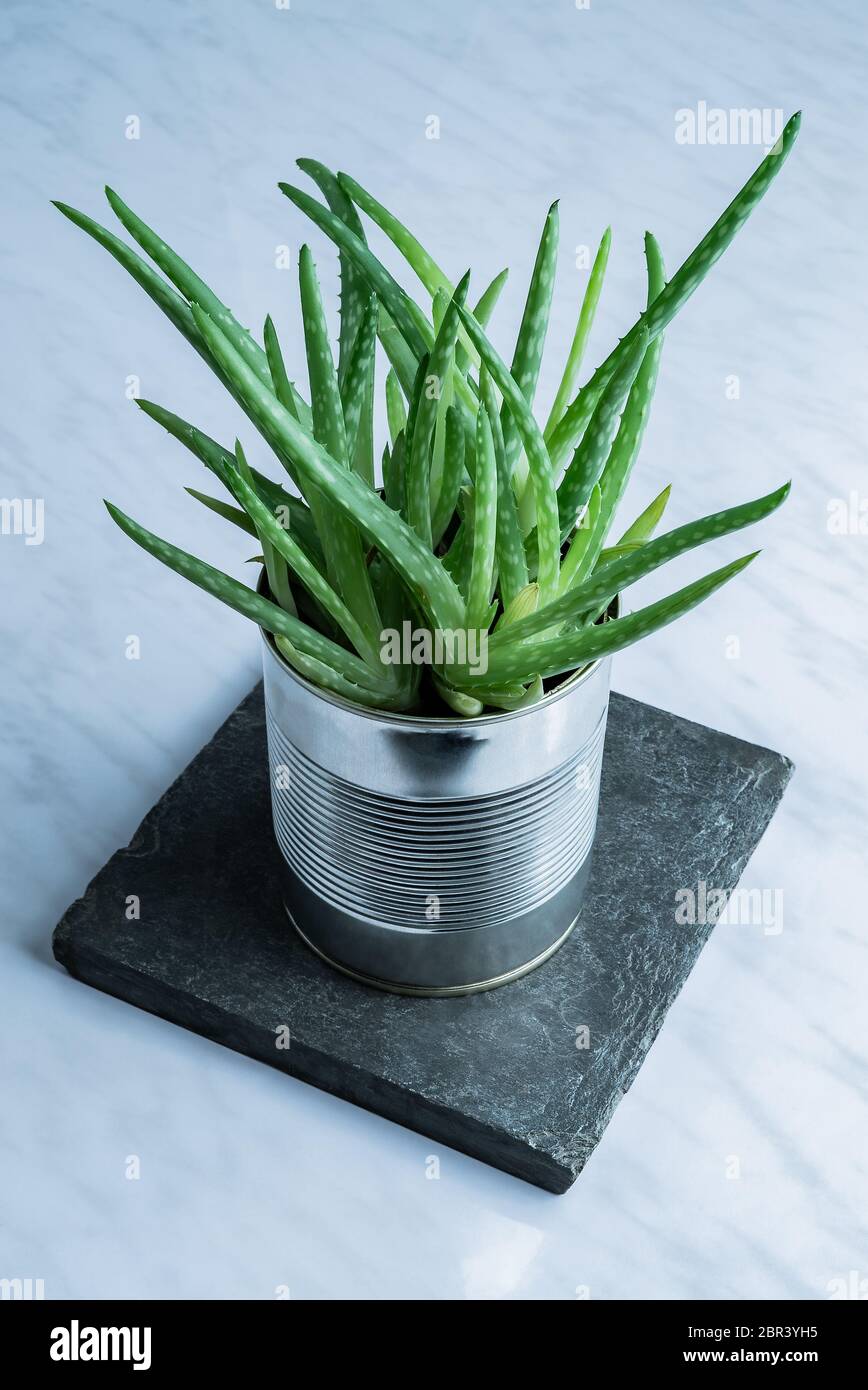 Green modern aloe vera succulent medicine plant used for natural skincare  in a recycled simple tin can alternative flowerpot on stone Stock Photo -  Alamy