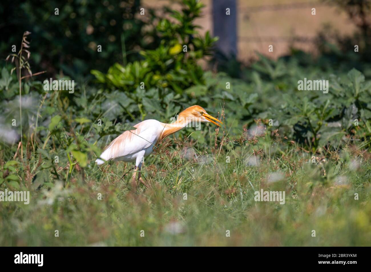 Closeup shot of  a Yellow Heron Bird known as Eastern cattle egret or Bubulcus Stock Photo