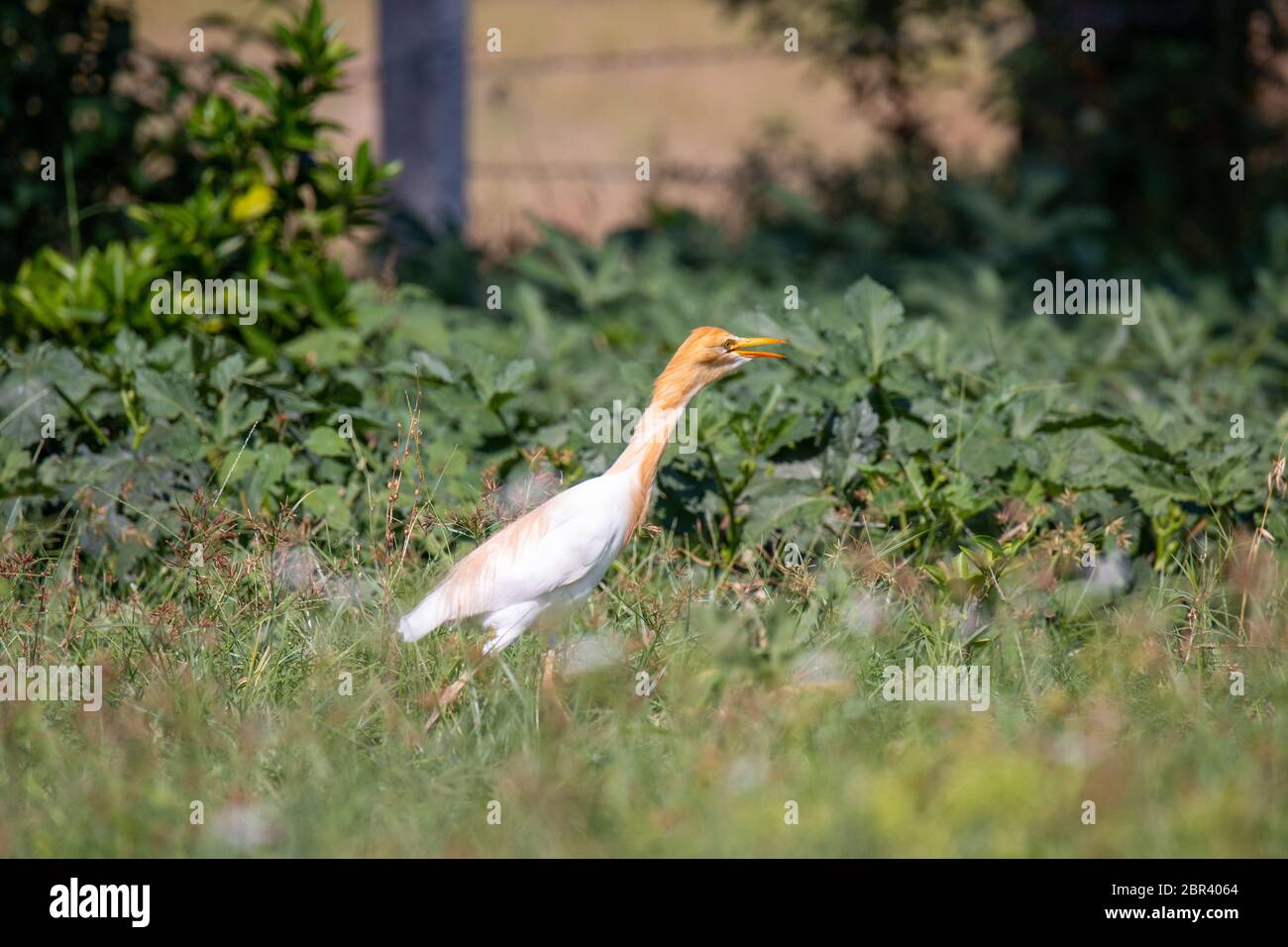 Closeup shot of  a Yellow Heron Bird known as Eastern cattle egret or Bubulcus Stock Photo