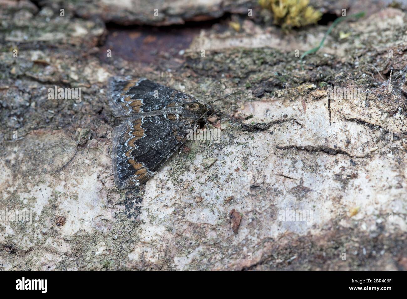 Common Marbled Carpet (Dysstroma truncata) (Chloroclysta truncata) Stock Photo