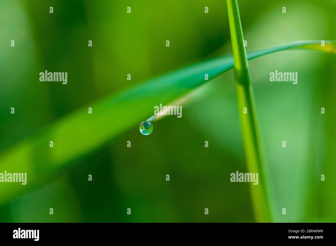 Small drops of dew on fresh green grass field in the morning rain ...