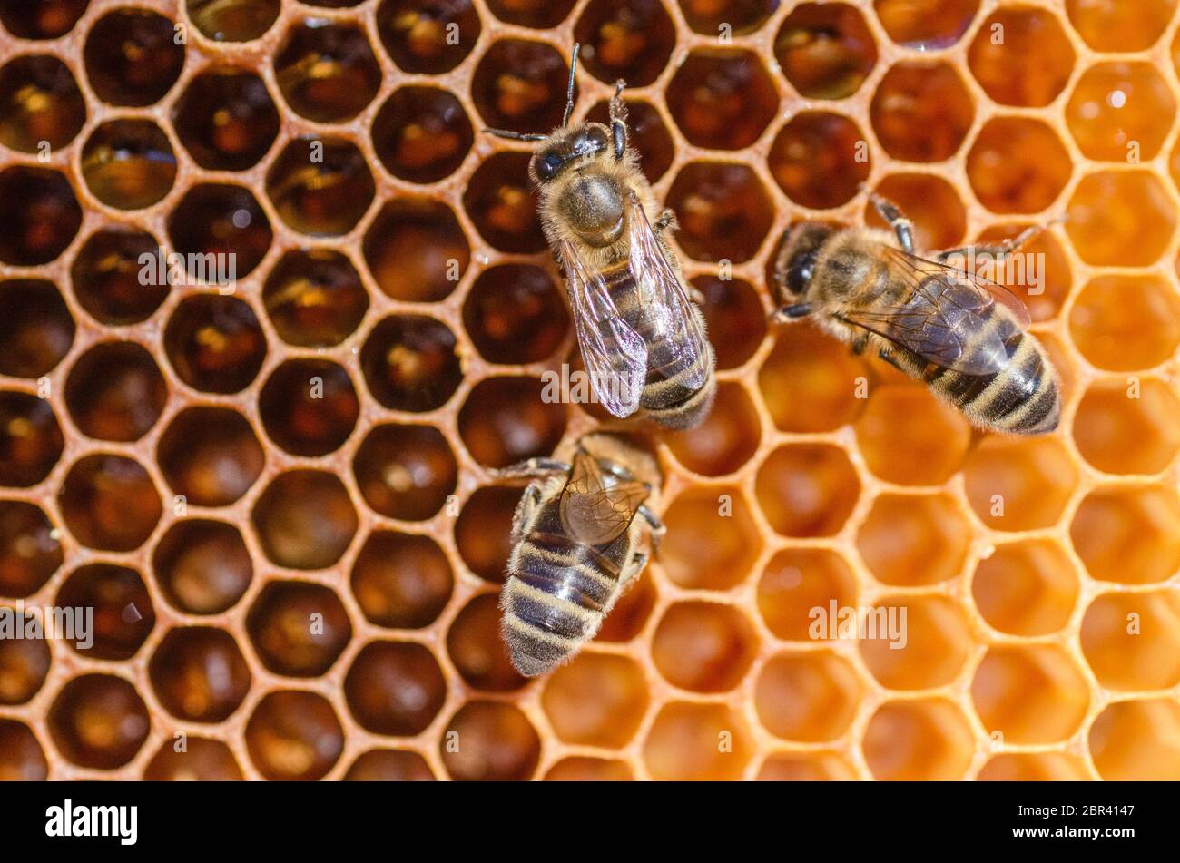 closeup of honey bees on honeycomb in apiary in the summertime Stock Photo