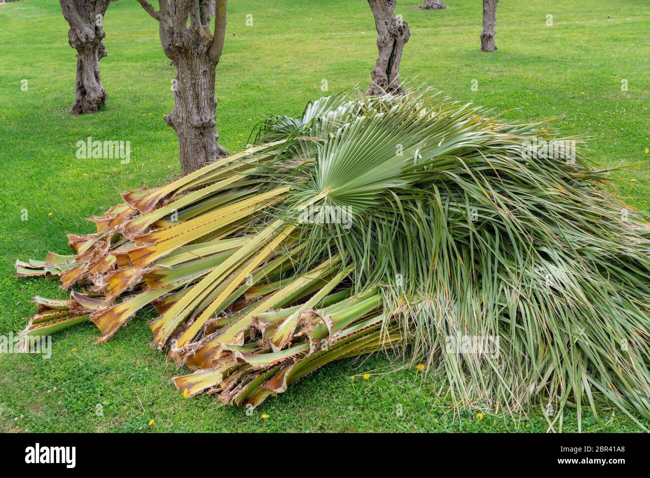Old cut palm leaves lying on the green grass. Stock Photo