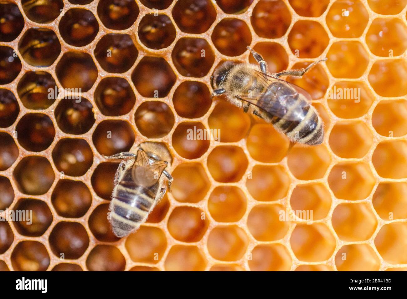 closeup of honey bees on honeycomb in apiary in the summertime Stock Photo