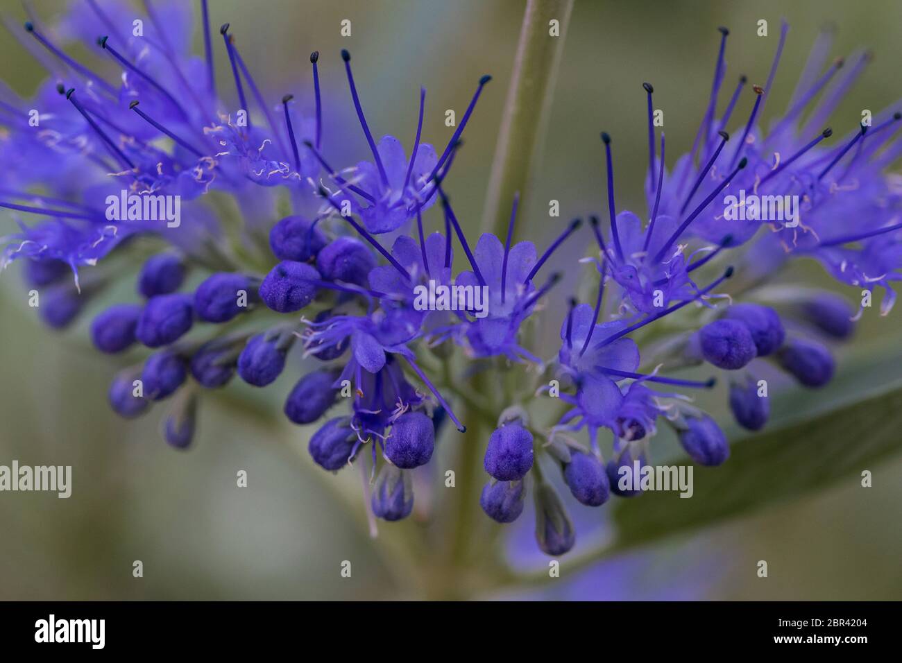 Bartblume, Caryopteris clandonensis, Heavenly Blue Stock Photo
