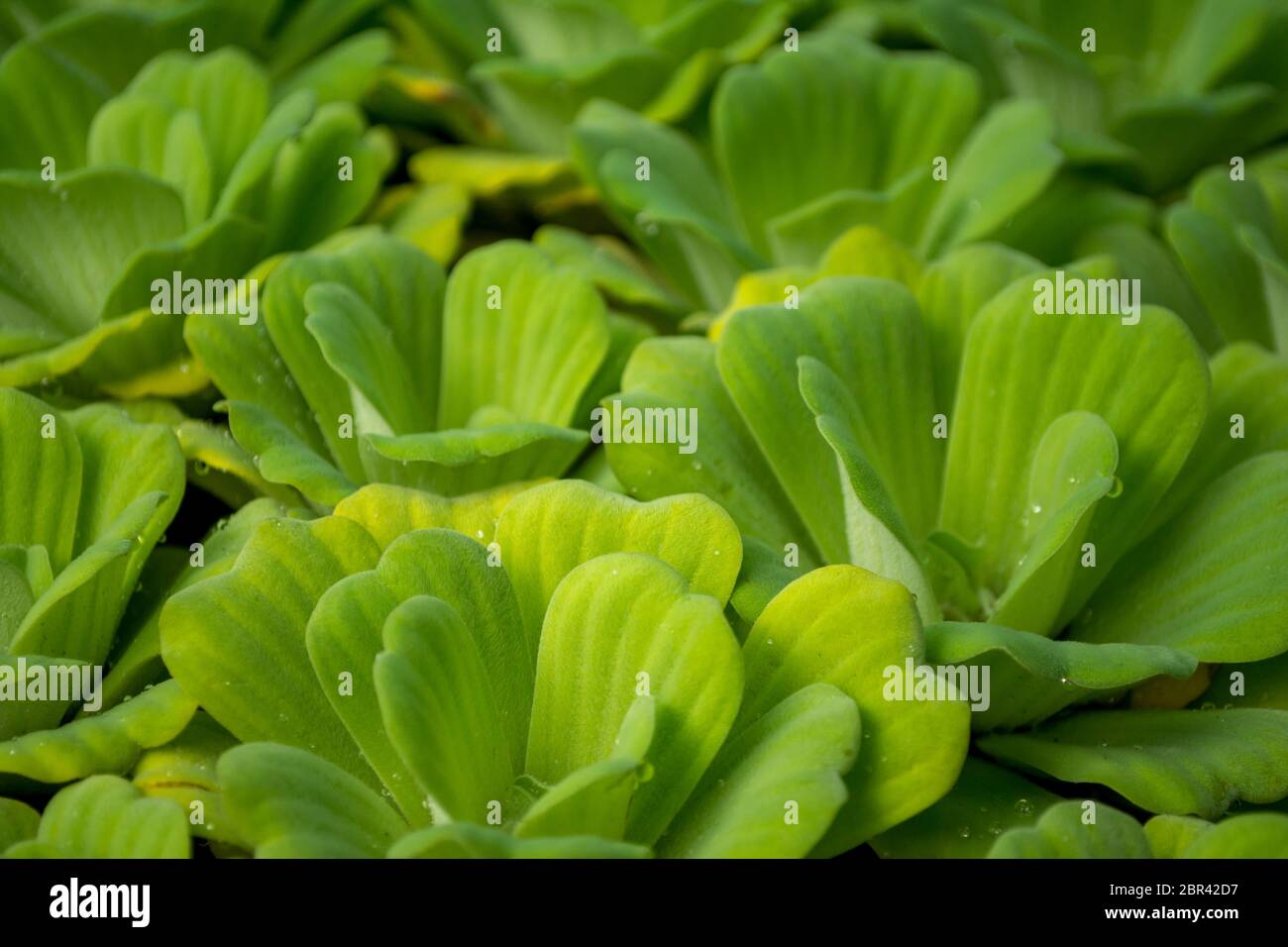 Water Lettuce or Cabbage Shell Flower, Pistia stratiotes, Araceae Stock Photo
