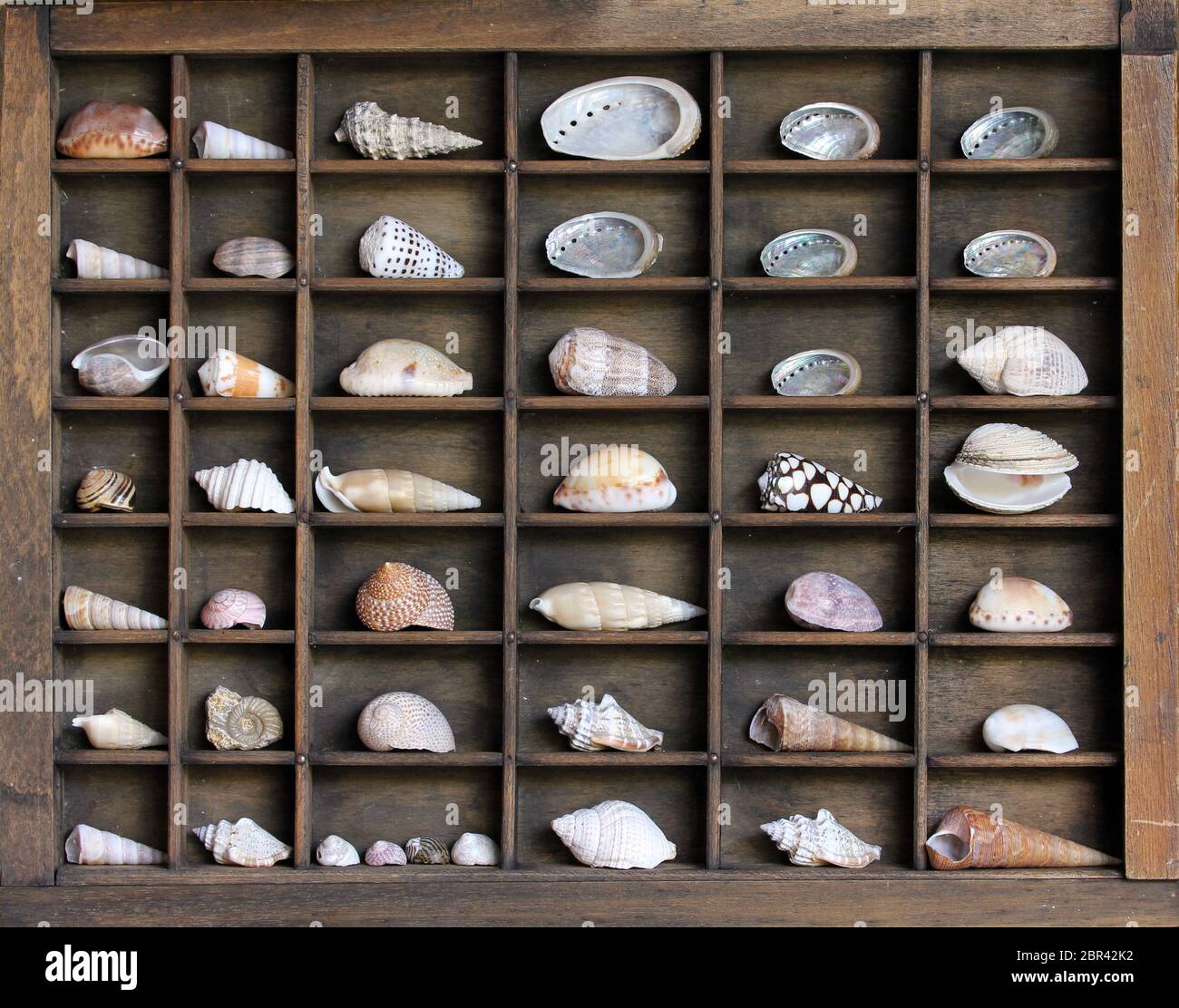 Shell collection display hi res stock photography and images Alamy