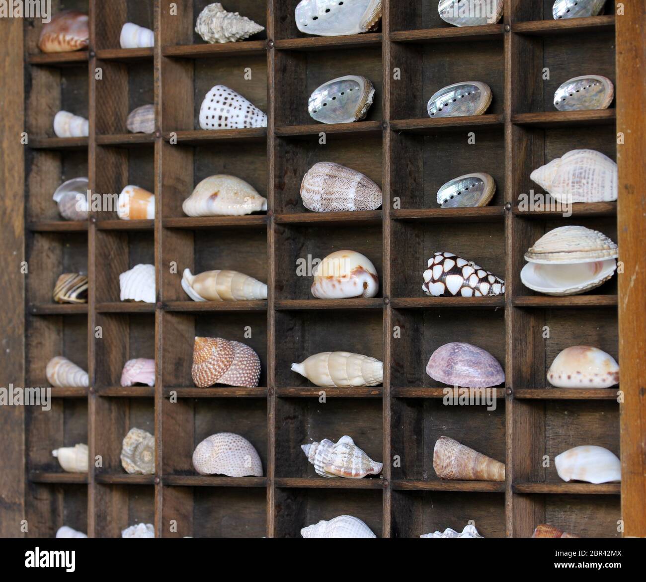 Shell 2024 display case