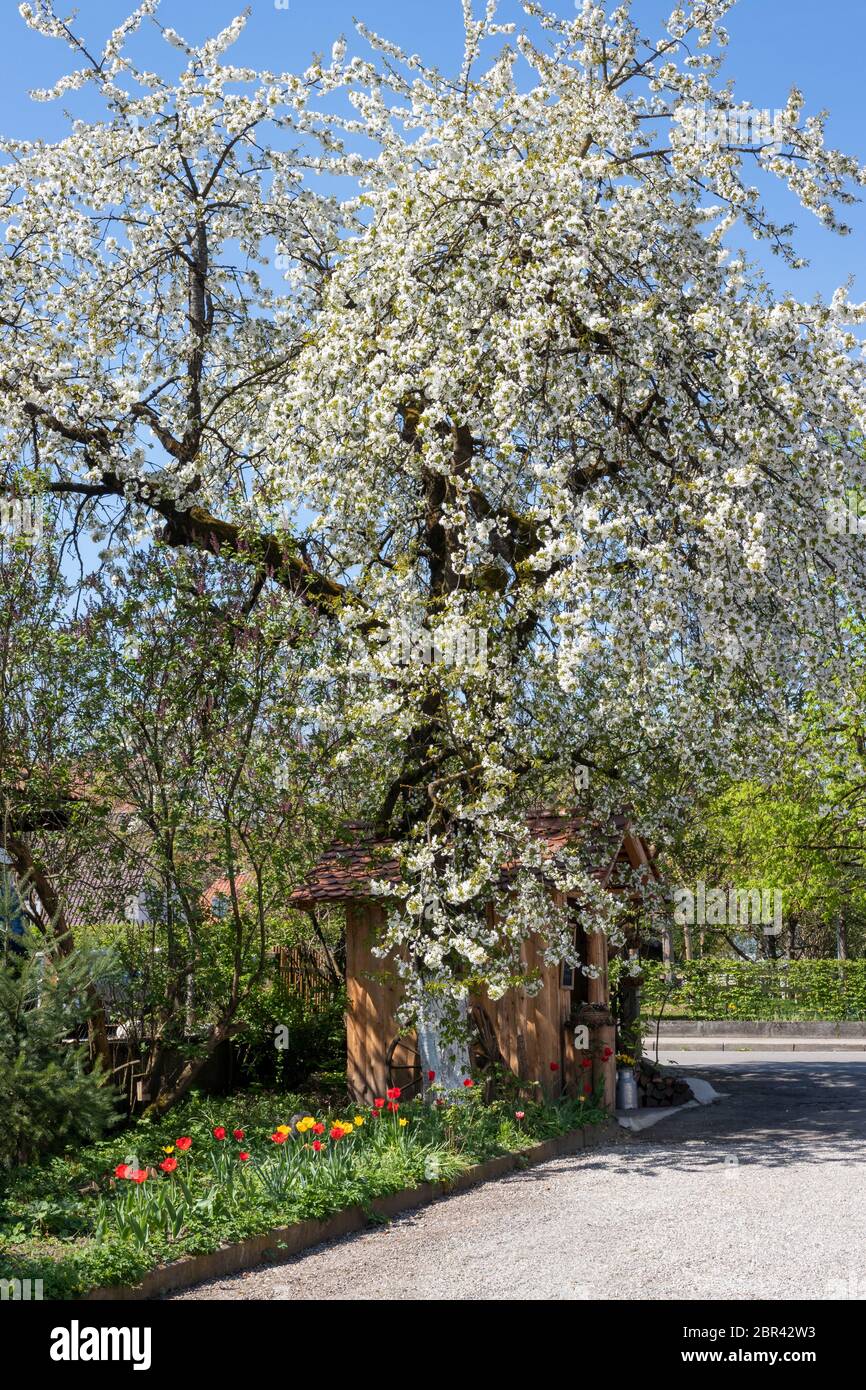 Blühender Birnbaum mit kleinem Häuschen Stock Photo