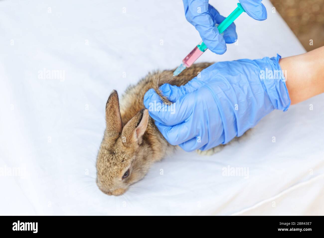Veterinarian woman with syringe holding and injecting rabbit on ranch ...
