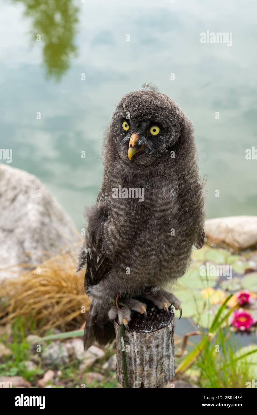 Young owlet Stock Photo