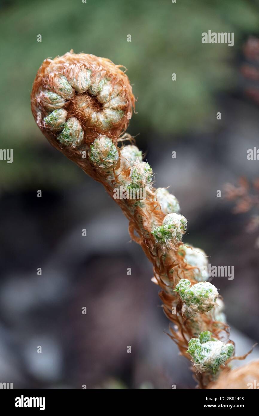 Grannen-Schildfarn, Borstiger Schildfarn (Polystichum setiferum), junge Farnwedel vor dem Ausrollen Stock Photo