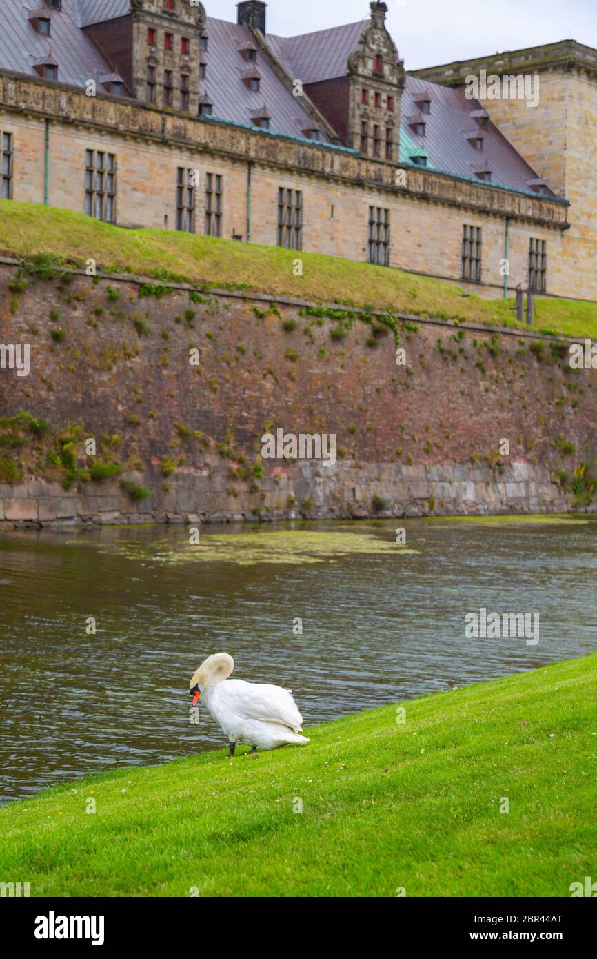 Swan near the protective moat with water around the Kronborg castle. Konborg castle made famous by William Shakespeare in his play about Hamlet situat Stock Photo