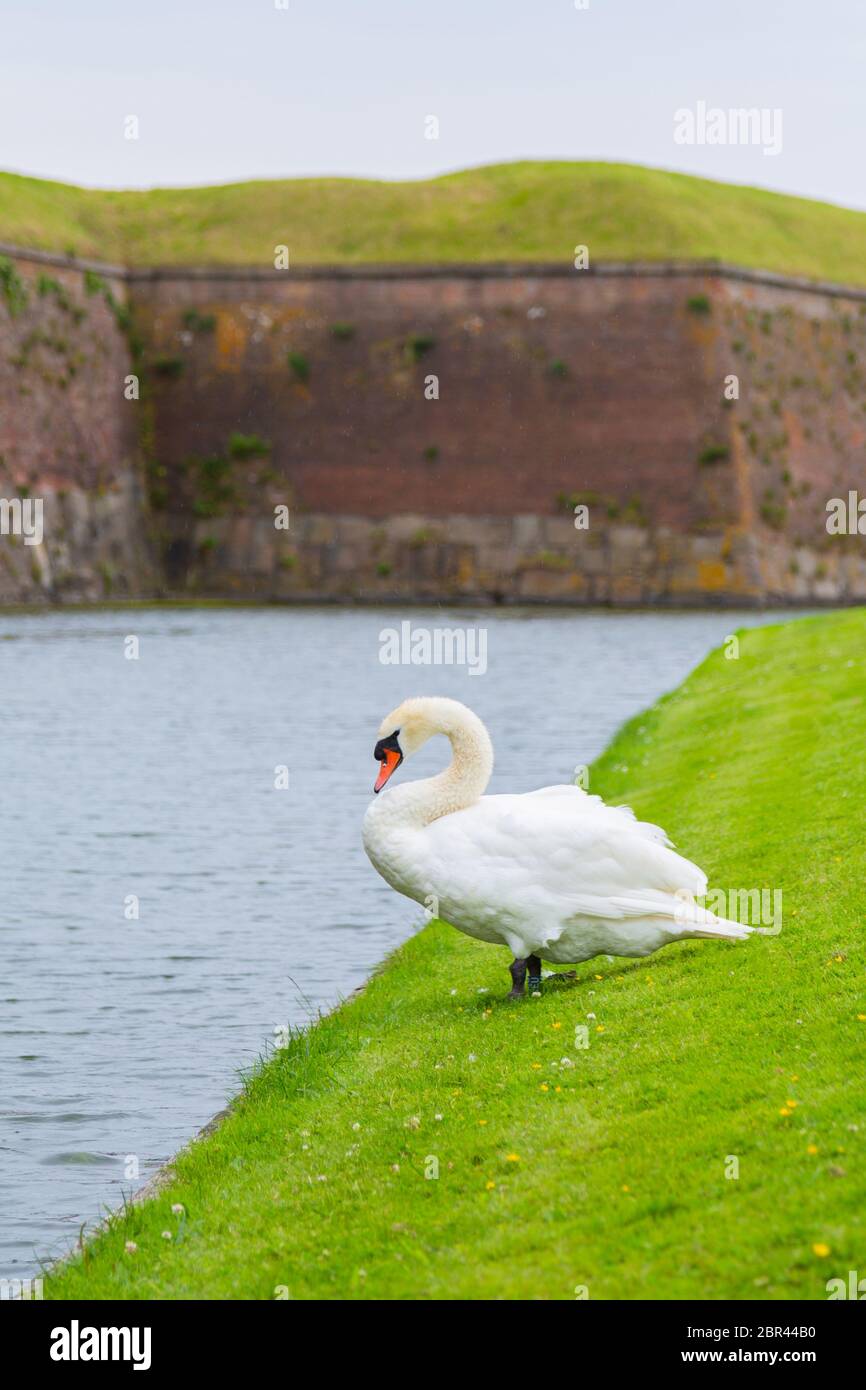 Swan near the protective moat with water around the castle. Swan is a migratory bird near a reservoir in Europe. Swan is resting near the pond. Stock Photo