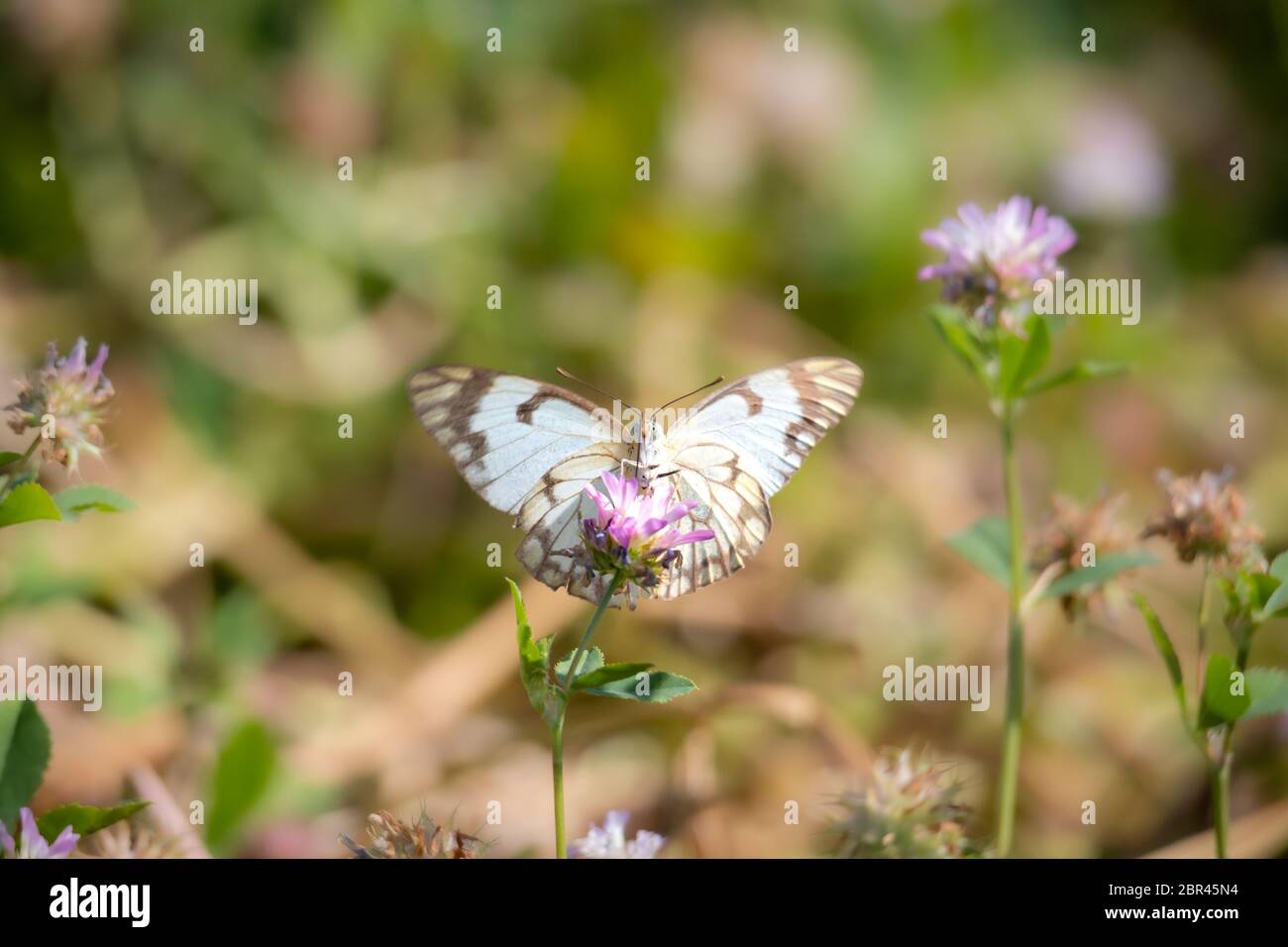 Close up shot of garden butterfly also known as Large white butterfly Stock Photo