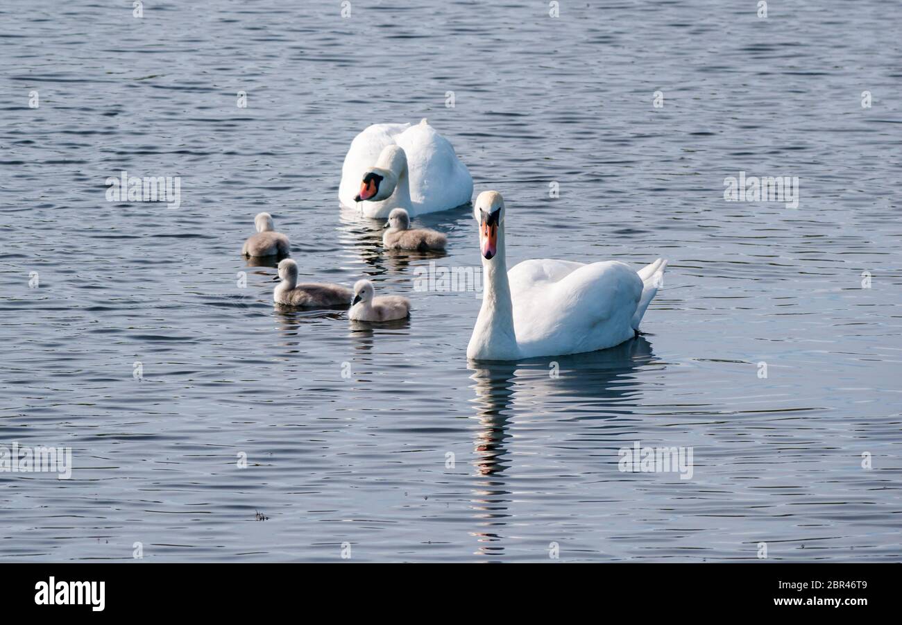 East Lothian, Scotland, United Kingdom. 20th May, 2020. UK Weather: Mute swan pair show off their days old cygnets in a reservoir in sunshine on the warmest day of the year so far with temperature reaching 22 degrees. The four cygnets hatched on Monday, much later than elsewhere Stock Photo