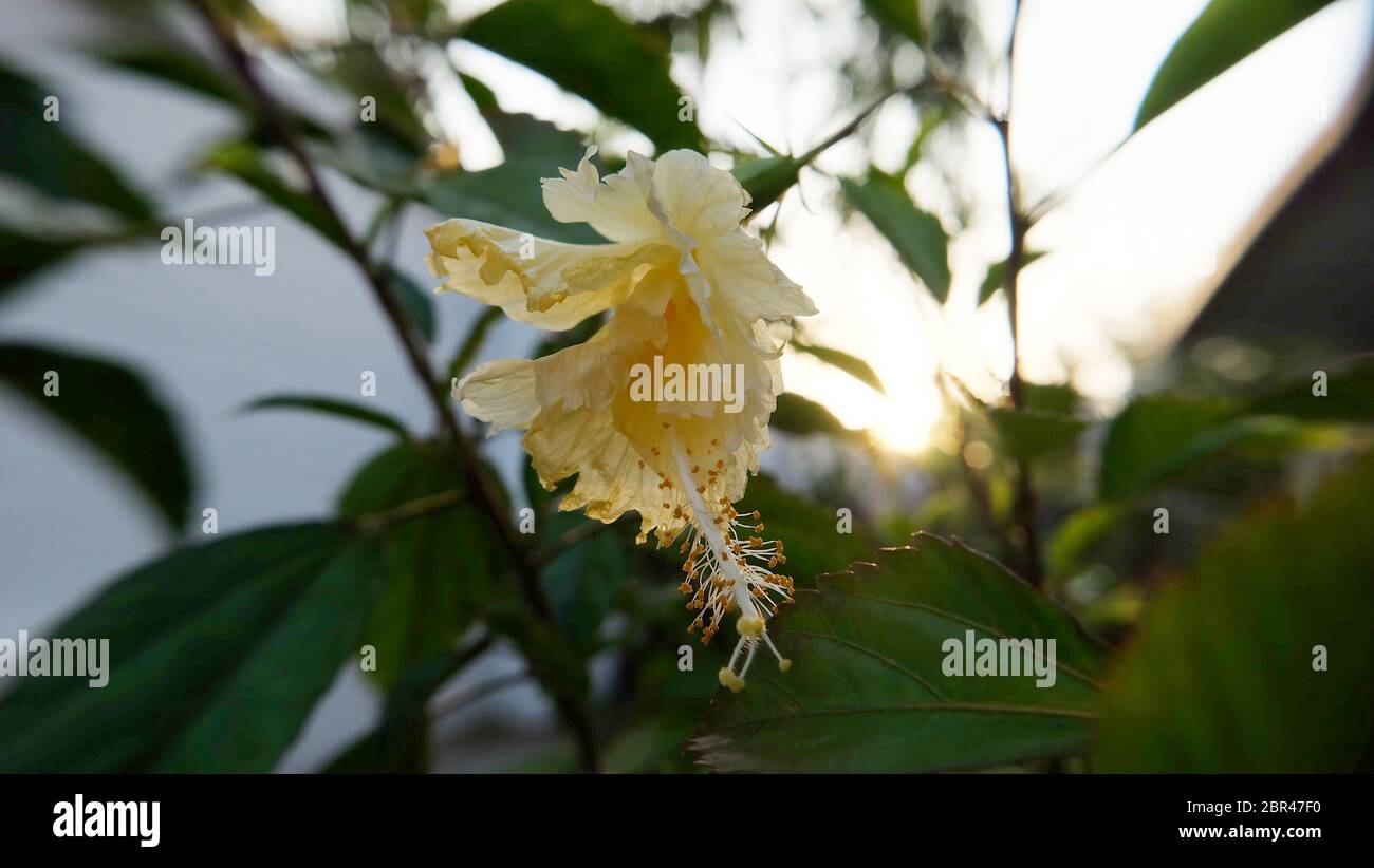 Yellow hibiscus flower plant hi-res stock photography and images - Alamy