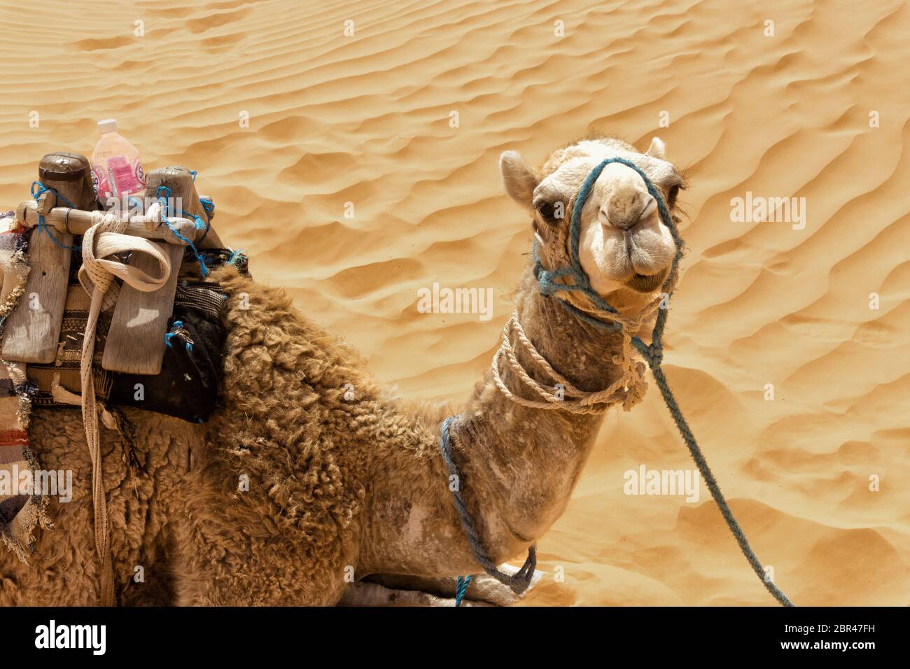 Closeup of Camel with background dunes in Sahara Desert in Tunisia ...