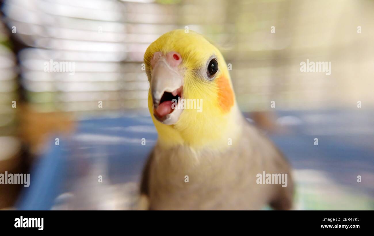 Forward facing eye hires stock photography and images Alamy