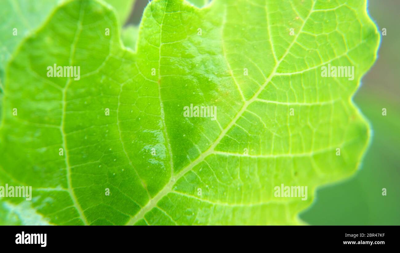 Macro of a green young fig leaf. Stock Photo