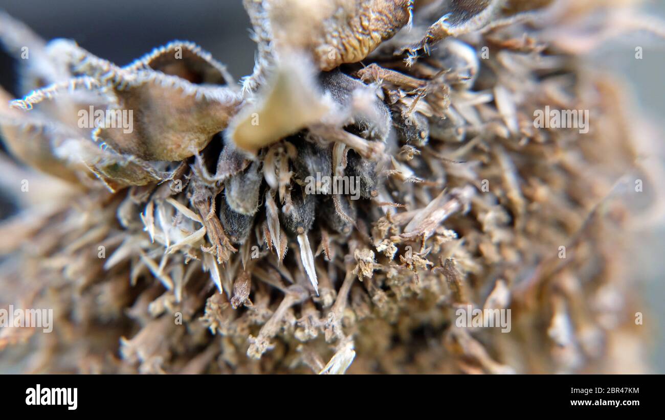 Close up of a dried and withered sunflower with seeds showing from the disc florets. Stock Photo