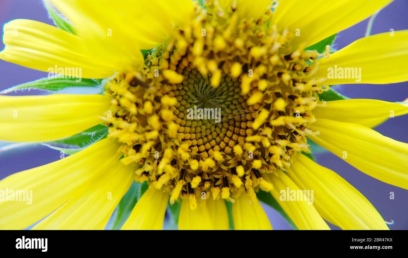 Closeup of discs floret of a sunflower. Stock Photo