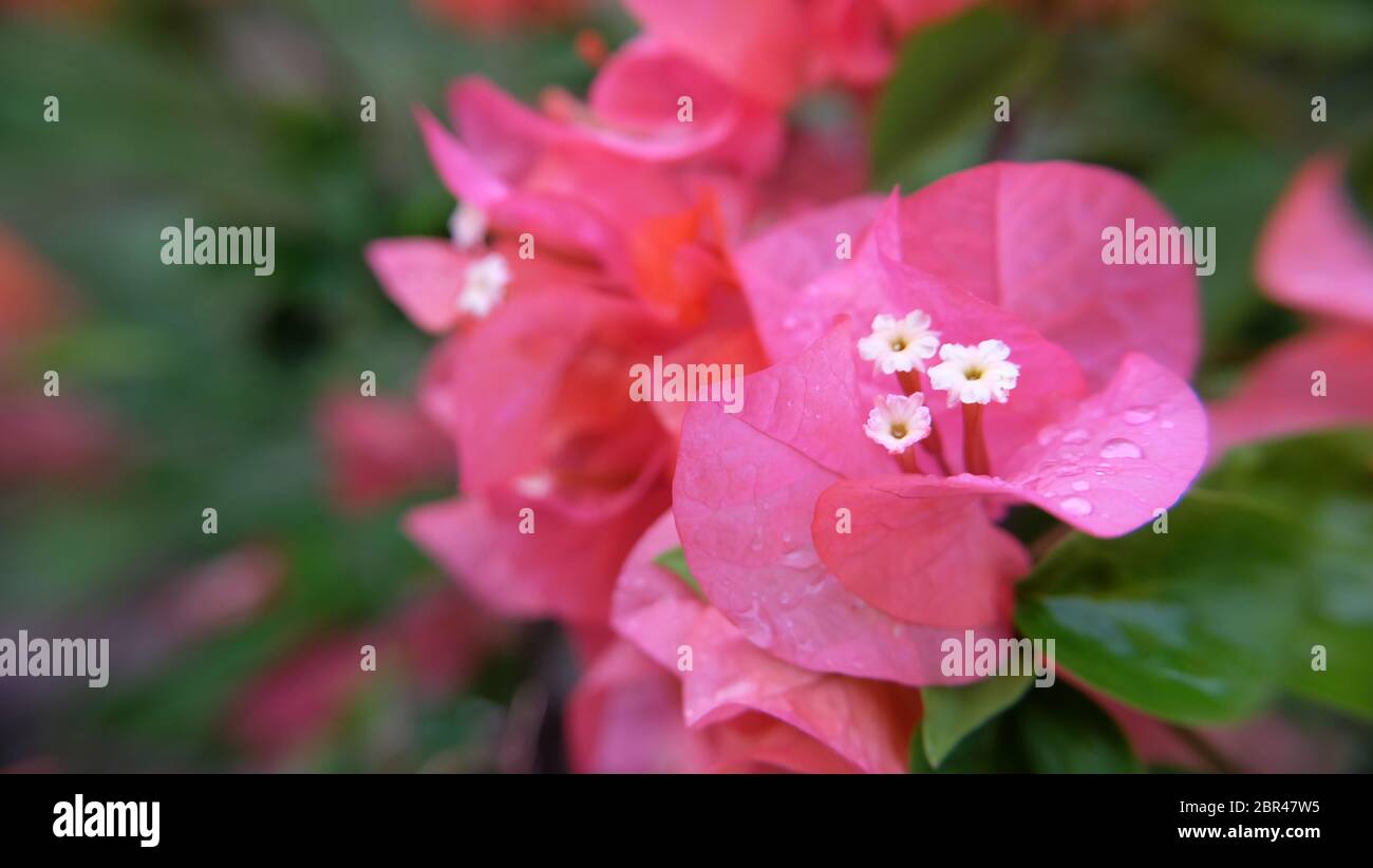 Closeup of pink bougainvillea flowers. Stock Photo