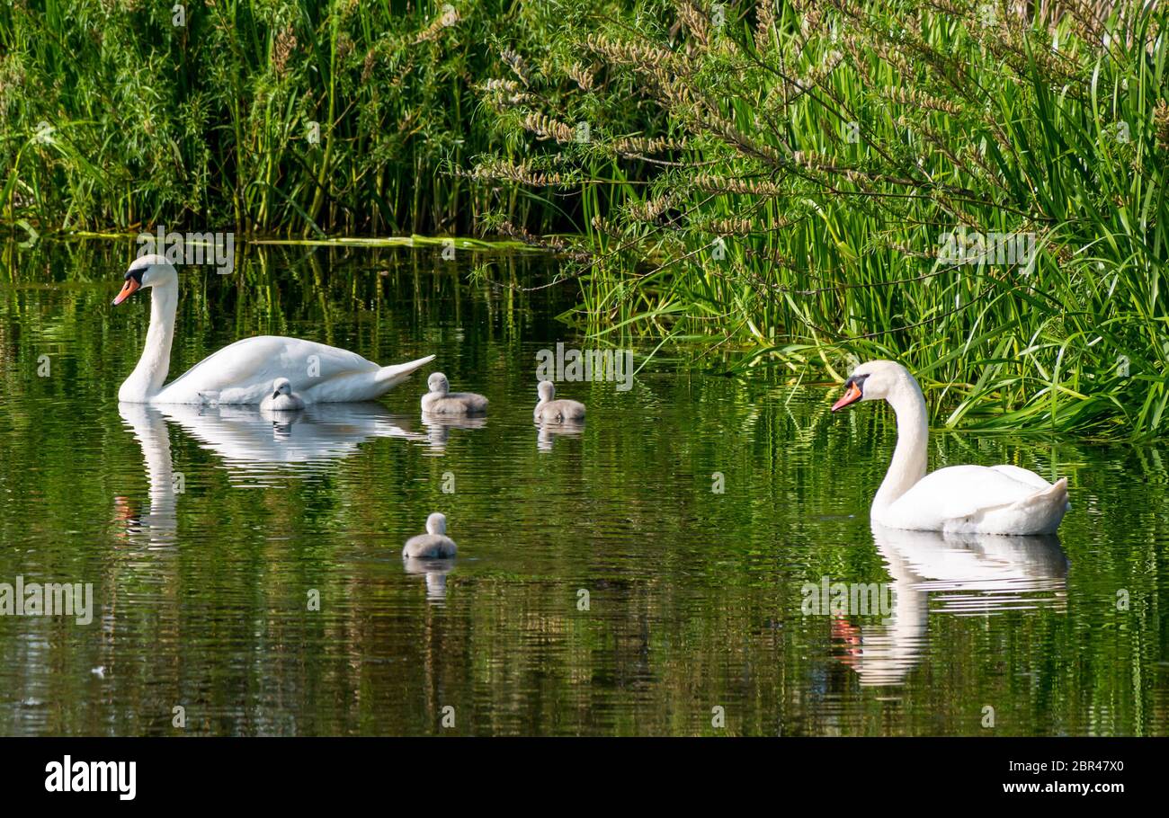 East Lothian, Scotland, United Kingdom. 20th May, 2020. UK Weather: Mute swan pair show off their days old cygnets in a reservoir in sunshine on the warmest day of the year so far with temperature reaching 22 degrees. The four cygnets hatched on Monday, much later than elsewhere Stock Photo