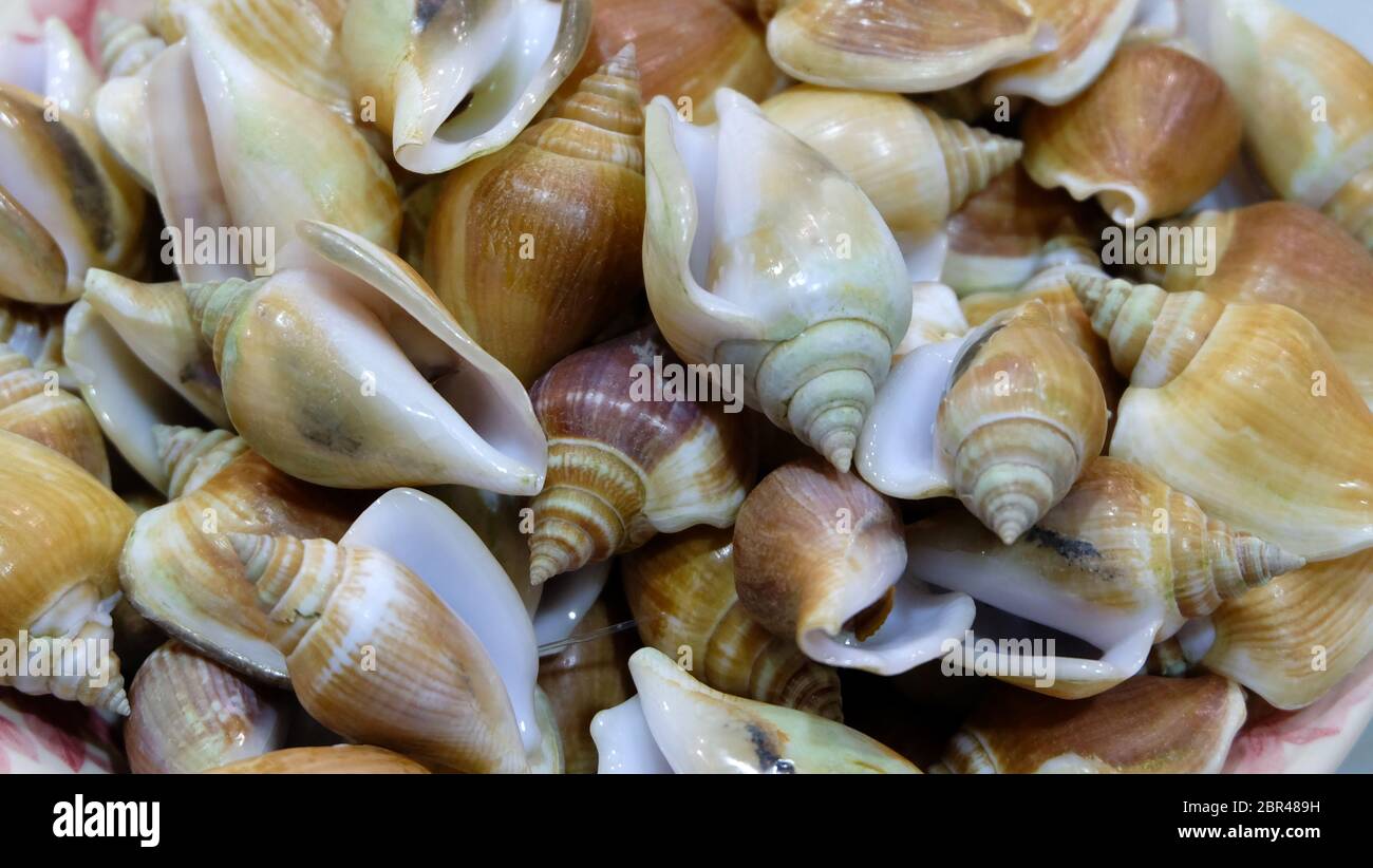 Closeup of steamed dog conch, a species of edible sea snail. Stock Photo