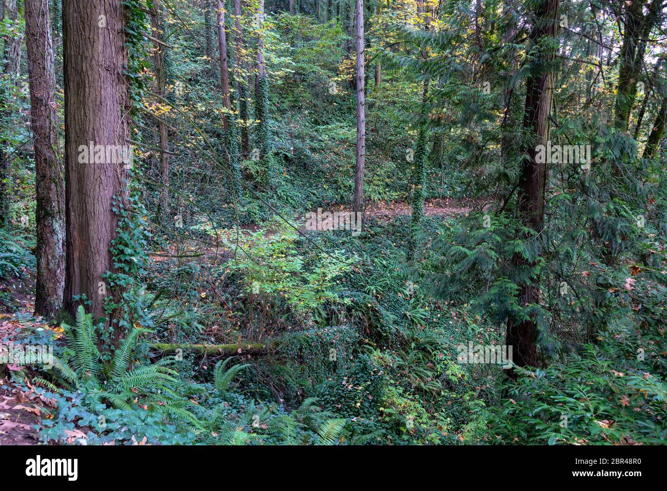 Dense woodland of the Marquam Nature Trail in Portland, Oregon Stock Photo