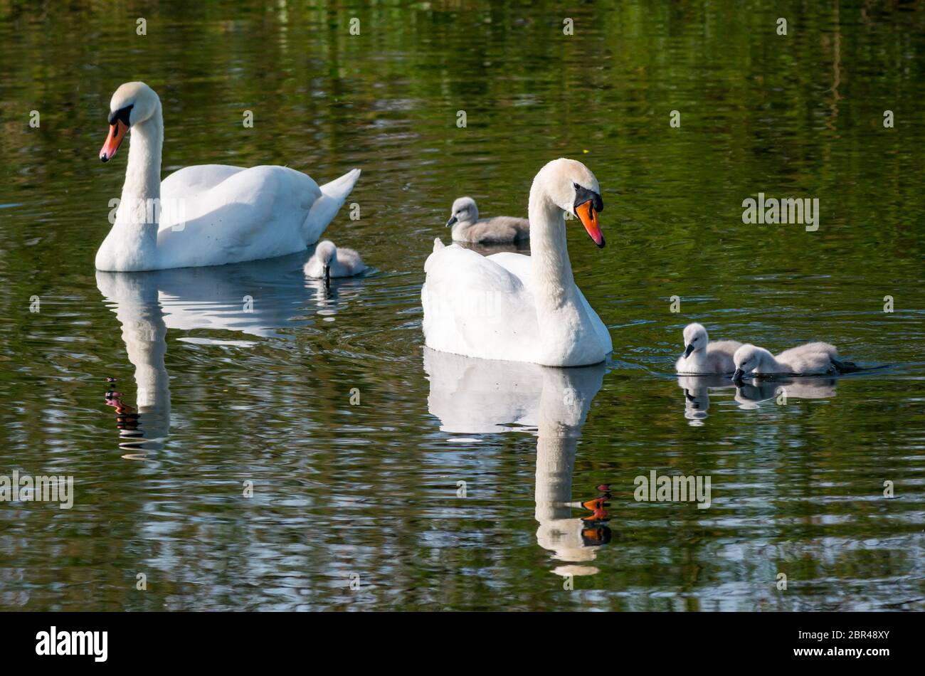 East Lothian, Scotland, United Kingdom. 20th May, 2020. UK Weather: Mute swan pair show off their days old cygnets in a reservoir in sunshine on the warmest day of the year so far with temperature reaching 22 degrees. The four cygnets hatched on Monday, much later than elsewhere Stock Photo