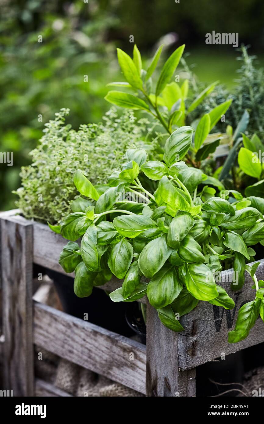 Basil propagation hi-res stock photography and images - Alamy