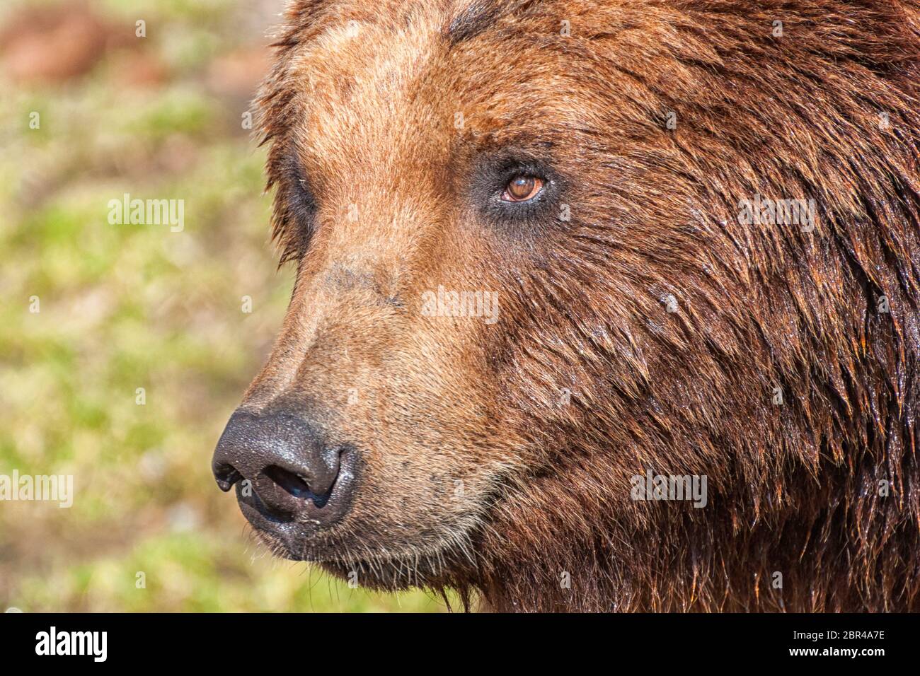 The head of a Kamchatka bear Stock Photo