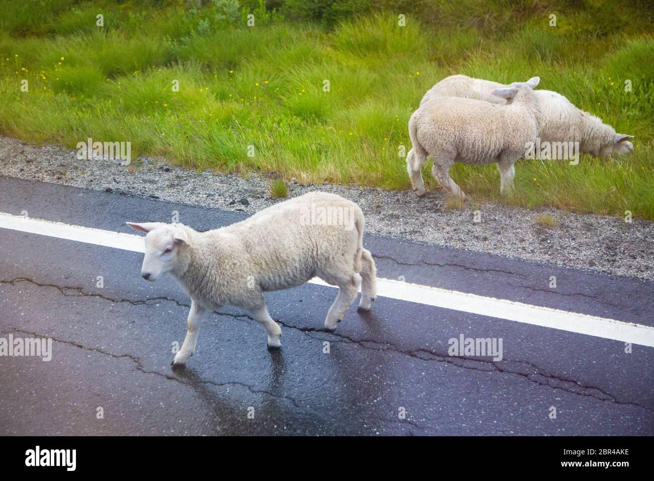 Sheep crossing an asphalt road, close-up. Sheep walking along road. Sheep grazing on pasture and crossing asphalt road, view from above. Stock Photo