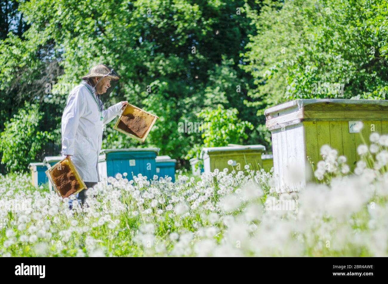 senior apiarist in apiary making inspection in the springtime Stock Photo