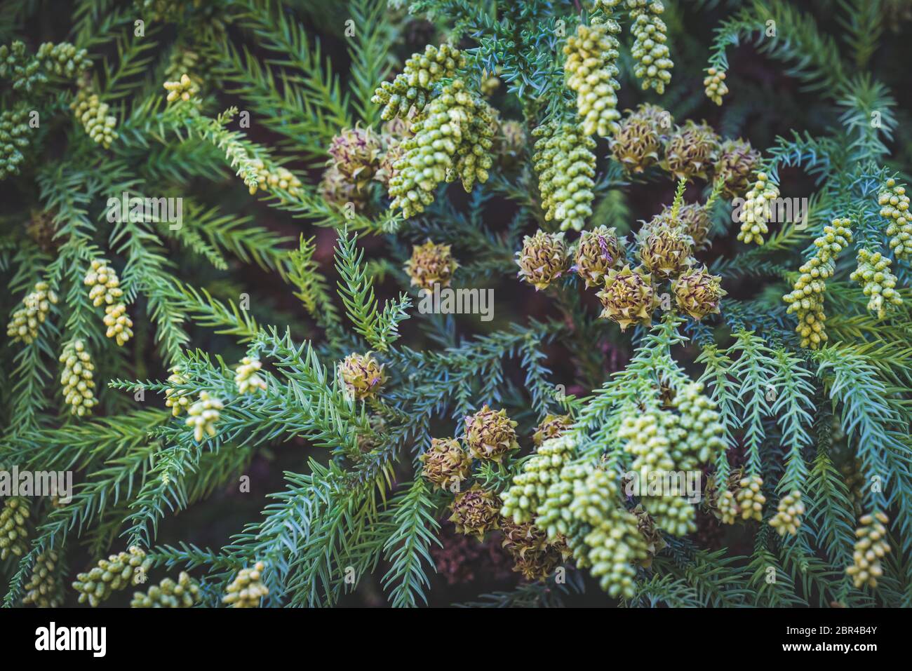 Greenish forked branches with pollen cones and seeds of Cryptomeria japonica commonly known as Japanese cedar or Sugi Stock Photo