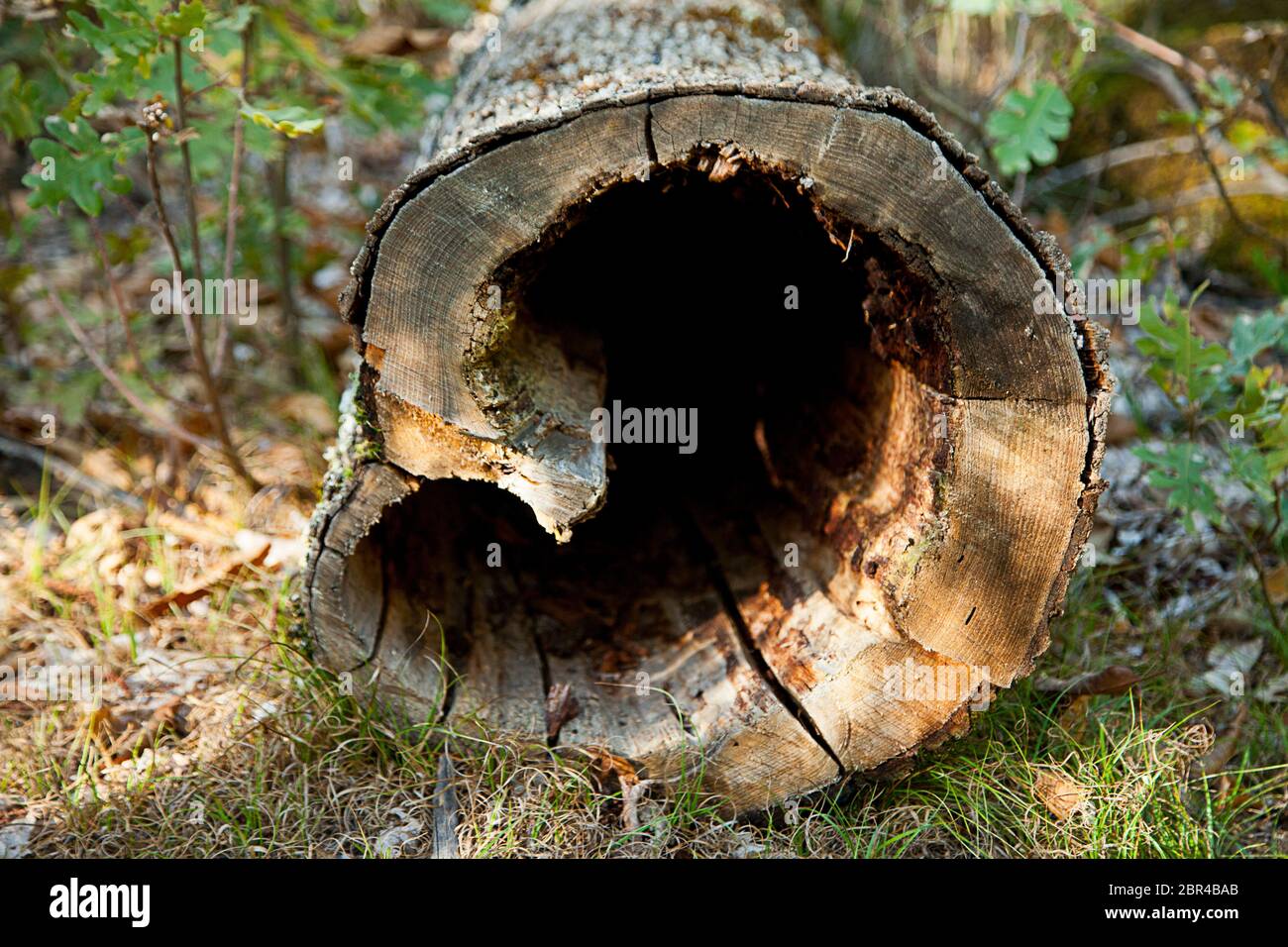 hollow tree trunk with heart shape in a forest in spain one autumn day Stock Photo